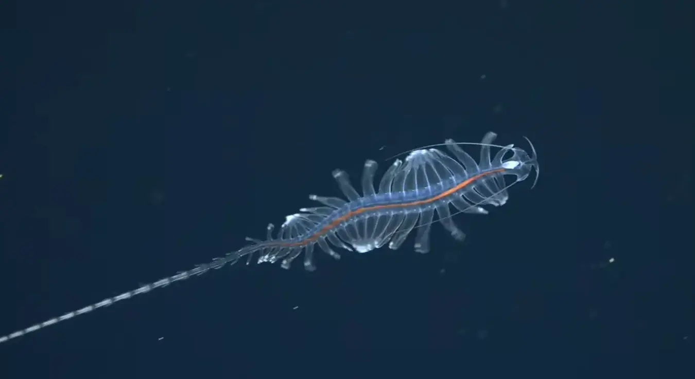 Микроорганизми