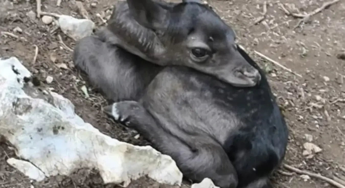 Црно младунче кошуте