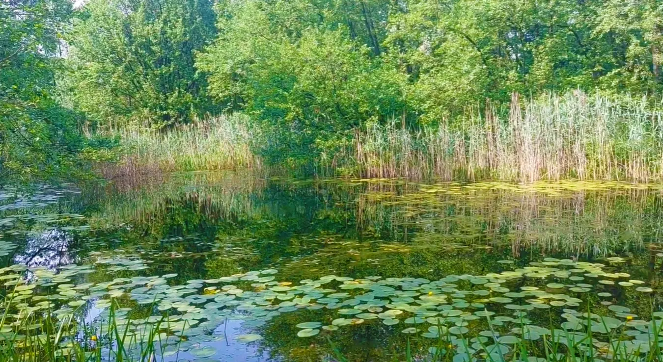 мочвара Громижељ природна богатства Српске