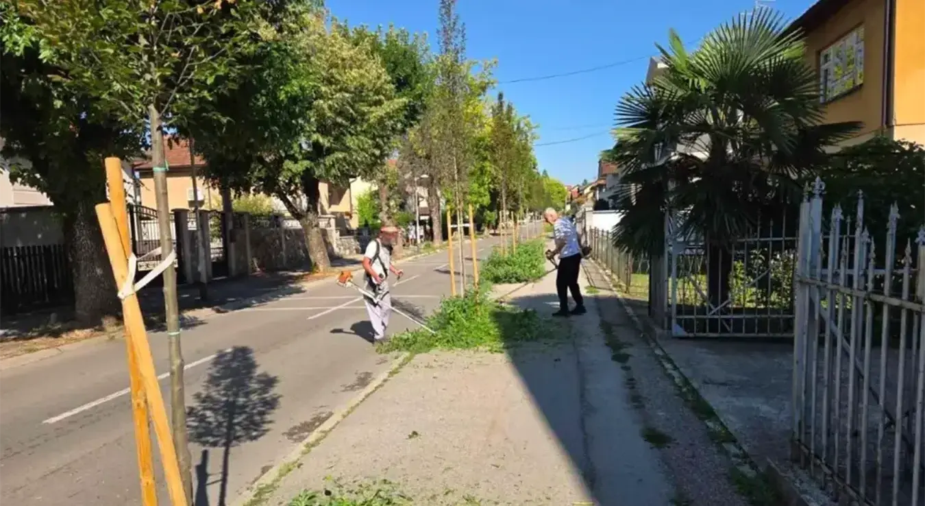 Нова Варош станари косе амброзију