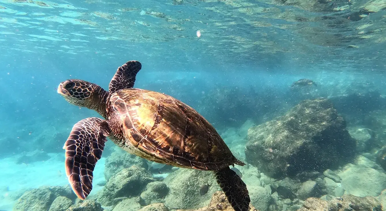 Очаравајућа слика морске корњаче која грациозно плива међу коралним гребенима.