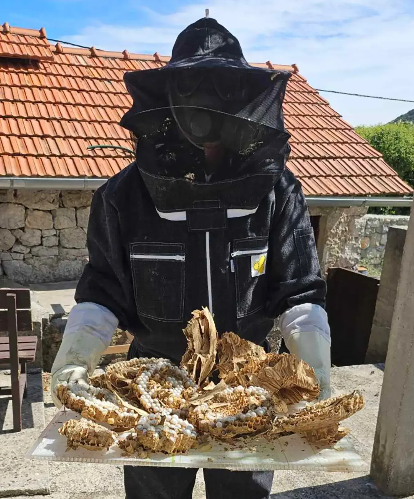 Мишо Памучина уклонио легло стршљенова