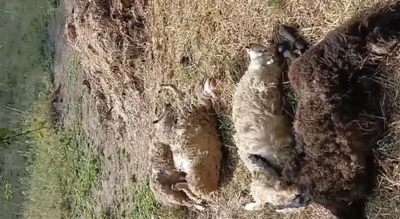 пси луталице заклали четири овце