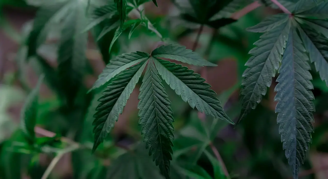 Канабис је биљка из рода Cannabis која садржи различита хемијска једињења, од којих је најпознатије психоактивно једињење тетрахидроканабинол (THC).
