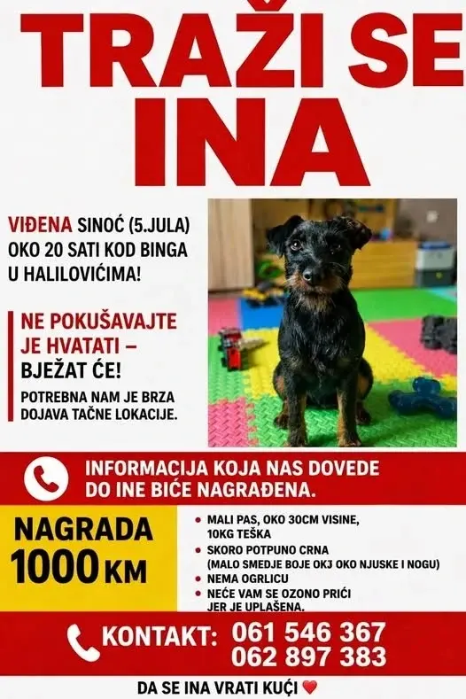 нестао пас