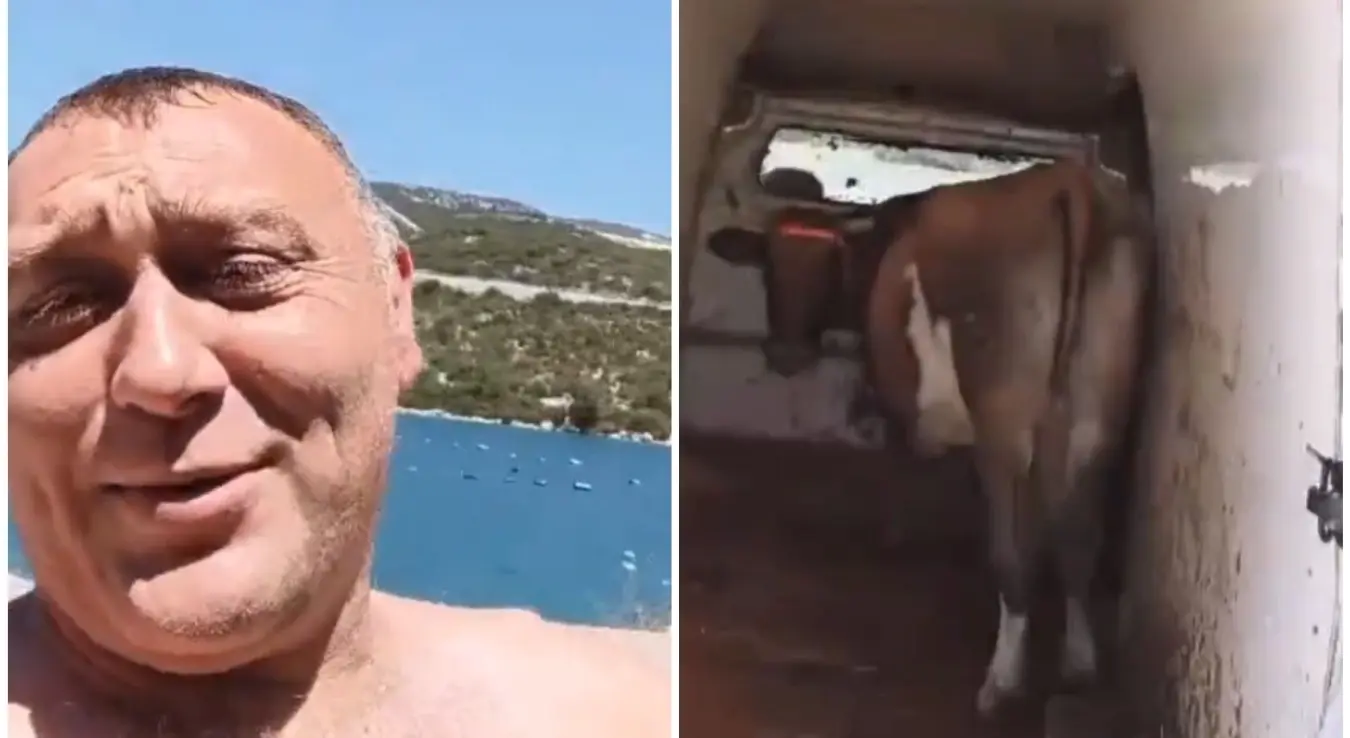 повео краву на море