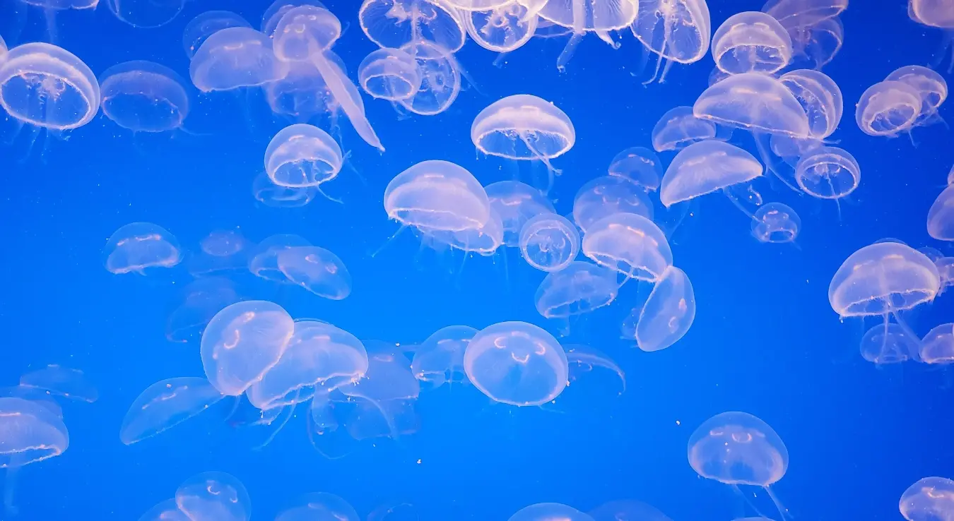Медуза је један од морфолошких облика жарњака  који води слободнопливајући начин живота, размножава се полно и има облик звона чиме се разликује од другог облика - полипа
