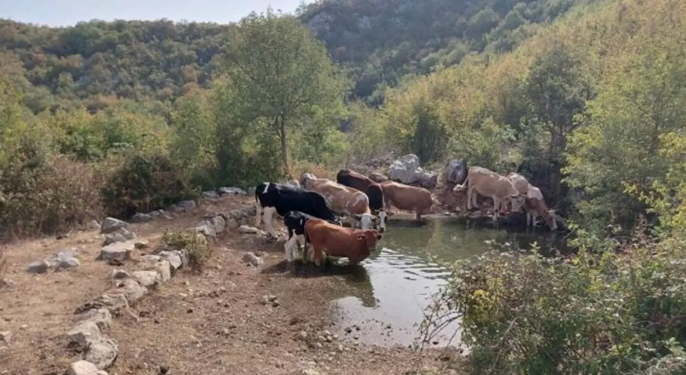 Допремљена вода за стоку у требињским селима - помоћ манастира острог и општине никшић