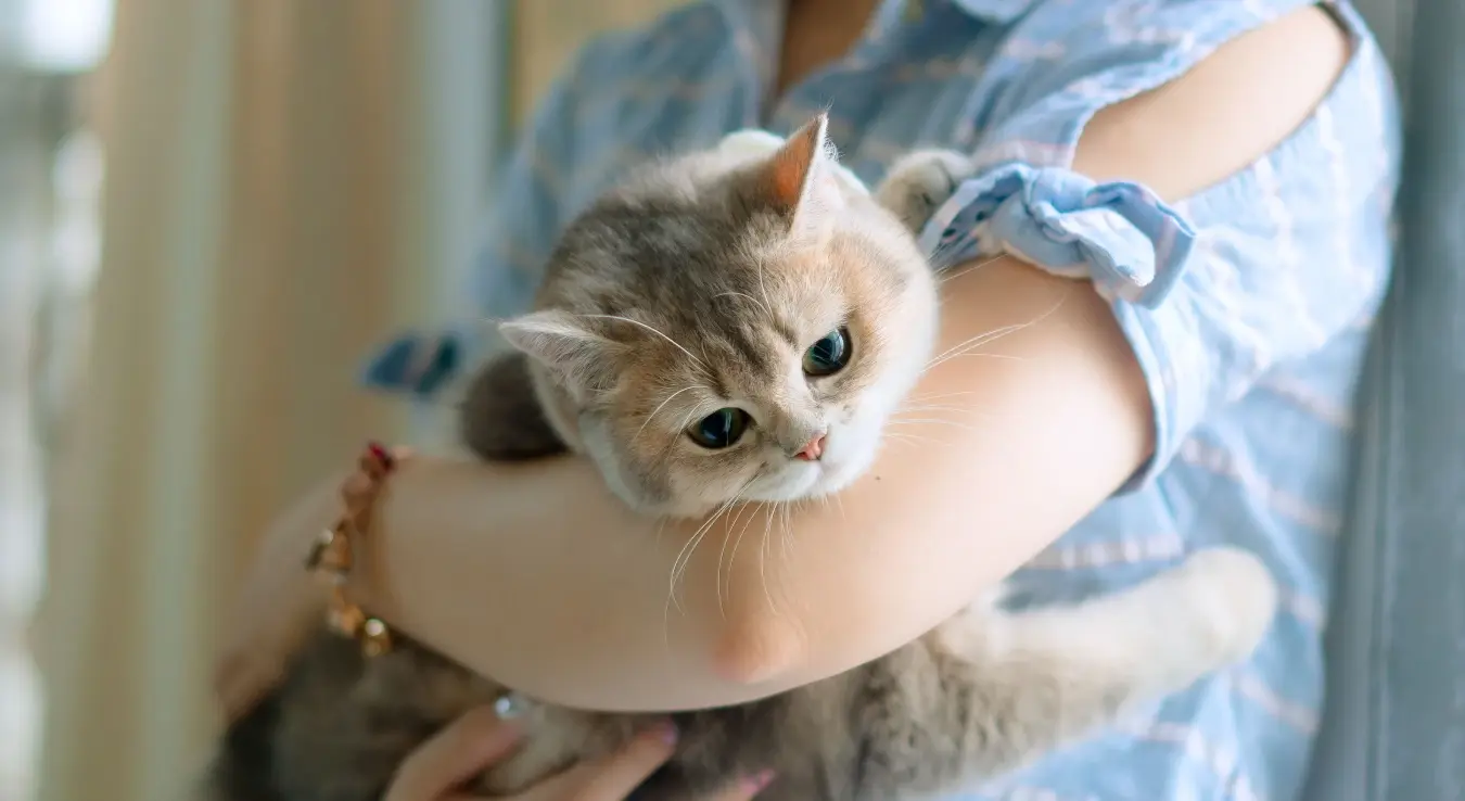 мачка мажење кућни љубимац животиња предење