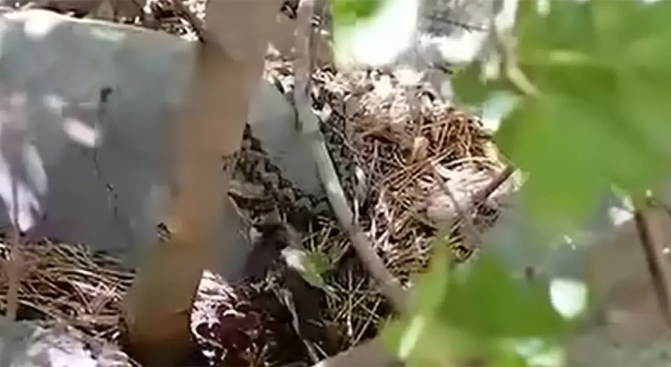Поскок се храни птицом