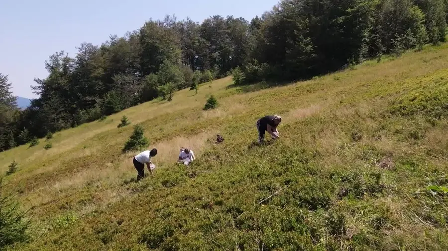 Берба боровница на Вучјој планини