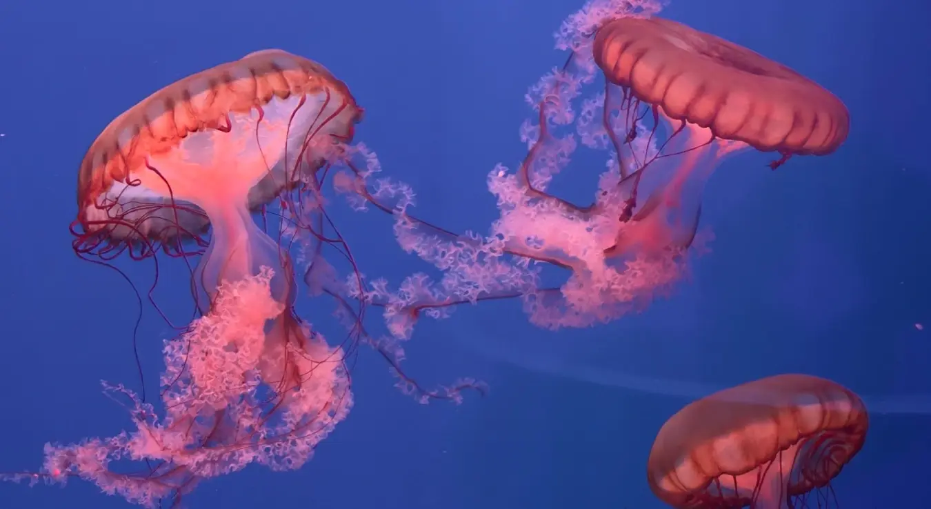 Медуза је један од морфолошких облика жарњака Cnidaria који води слободнопливајући начин живота, размножава се полно и има облик звона чиме се разликује од другог облика - полипа.