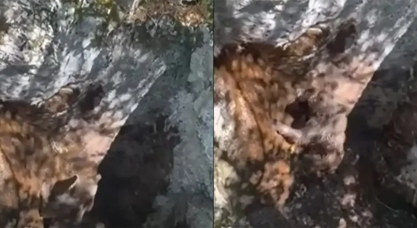 Ловци спасили медвједића из јаме