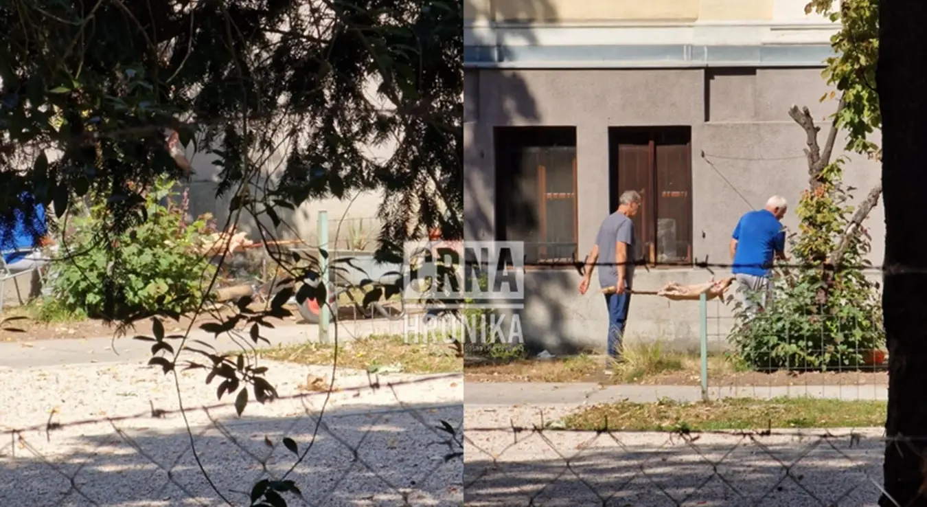 Зачуђујући призори: У Ботаничкој башти Земаљског музеја БиХ радници окретали прасе на ражњу