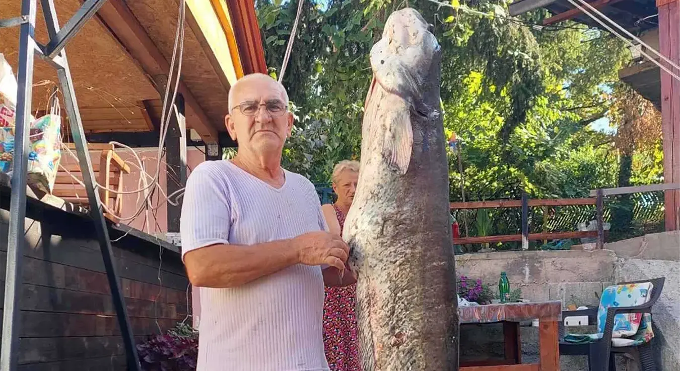 На Модрачком језеру уловио сома тешког 53 килограма