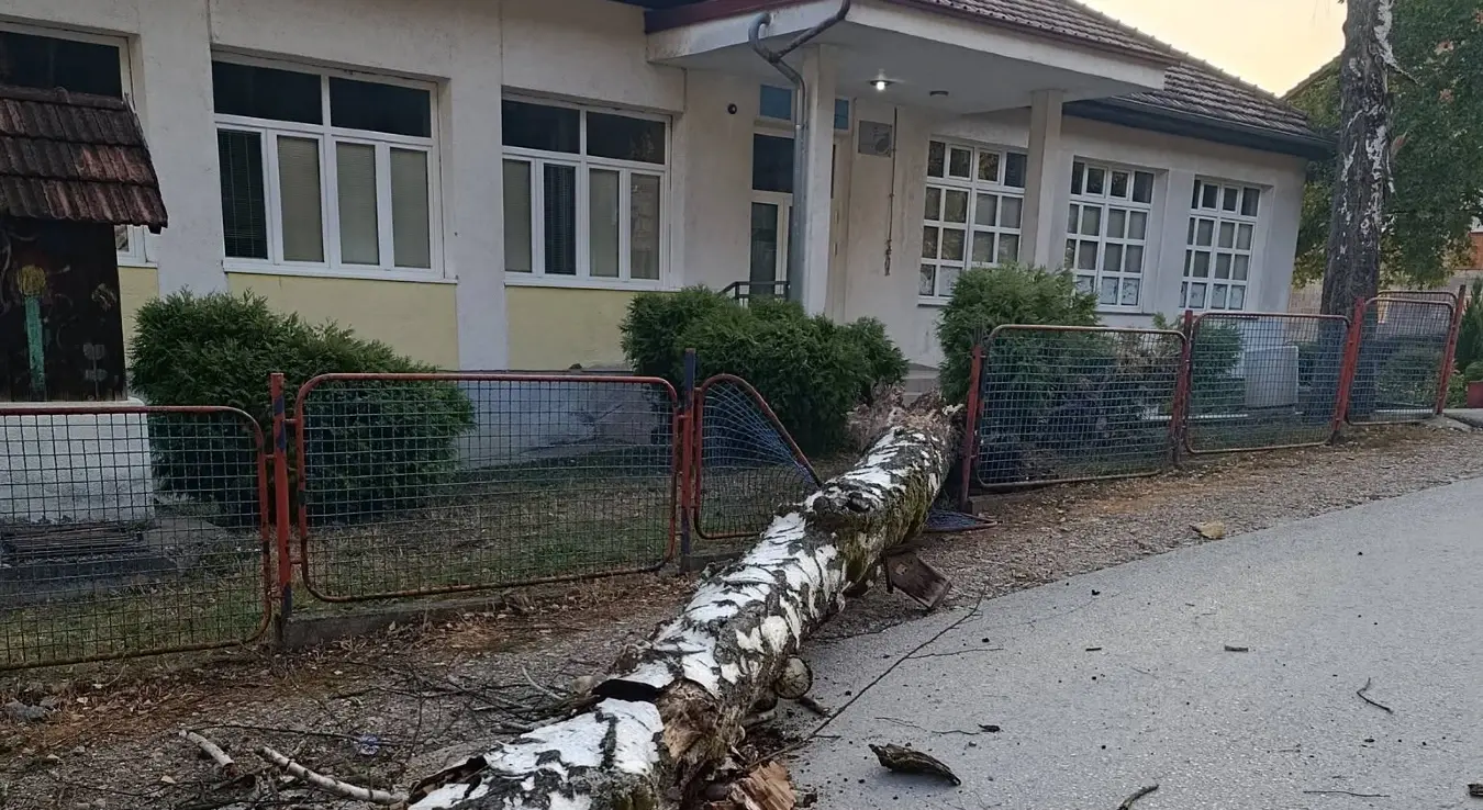 Пало стабло у Дебељацима.