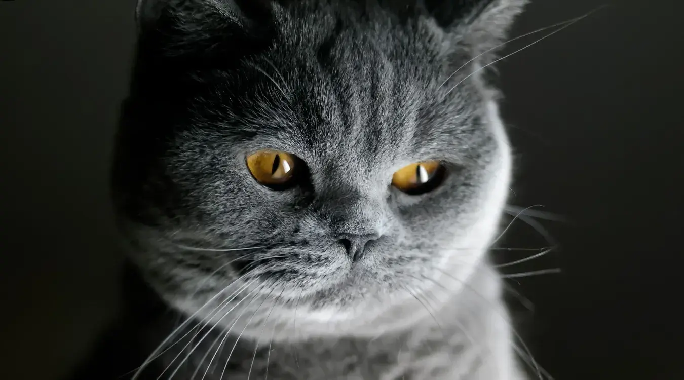 Шкотски фолд