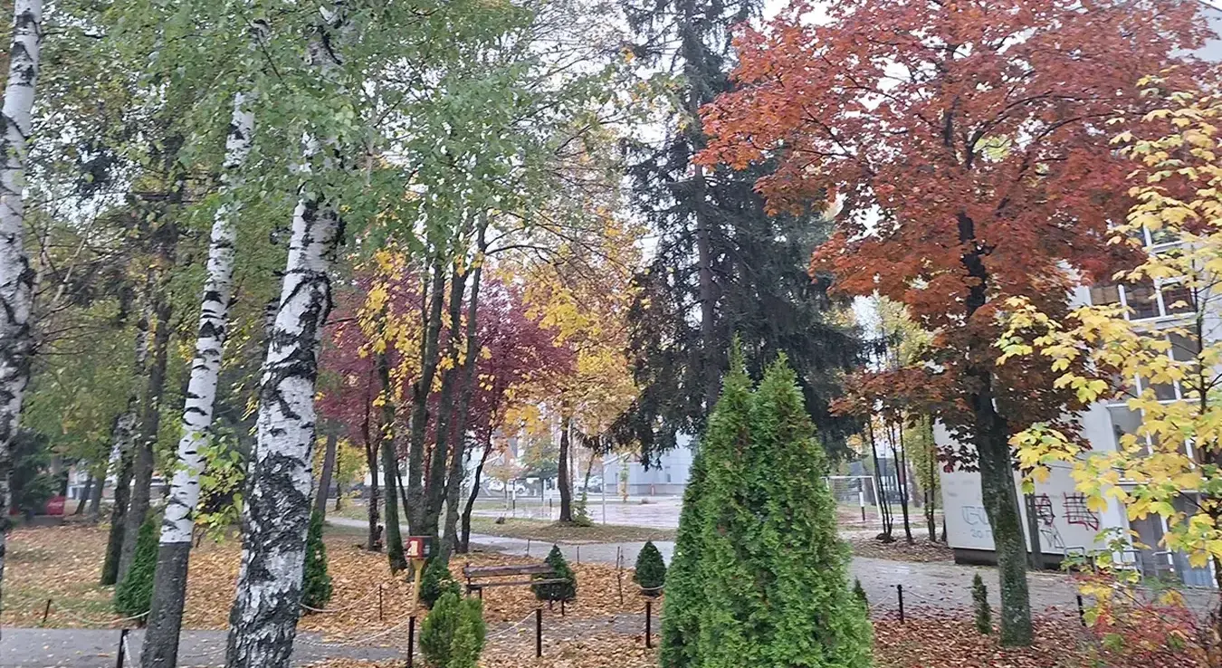 Фотографија дрвећа у бојама јесени у парку испред школе.