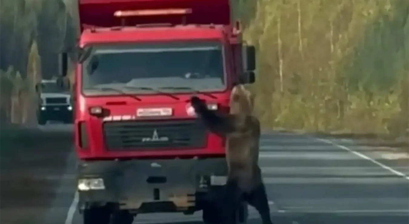 Медвјед плеше испред камиона