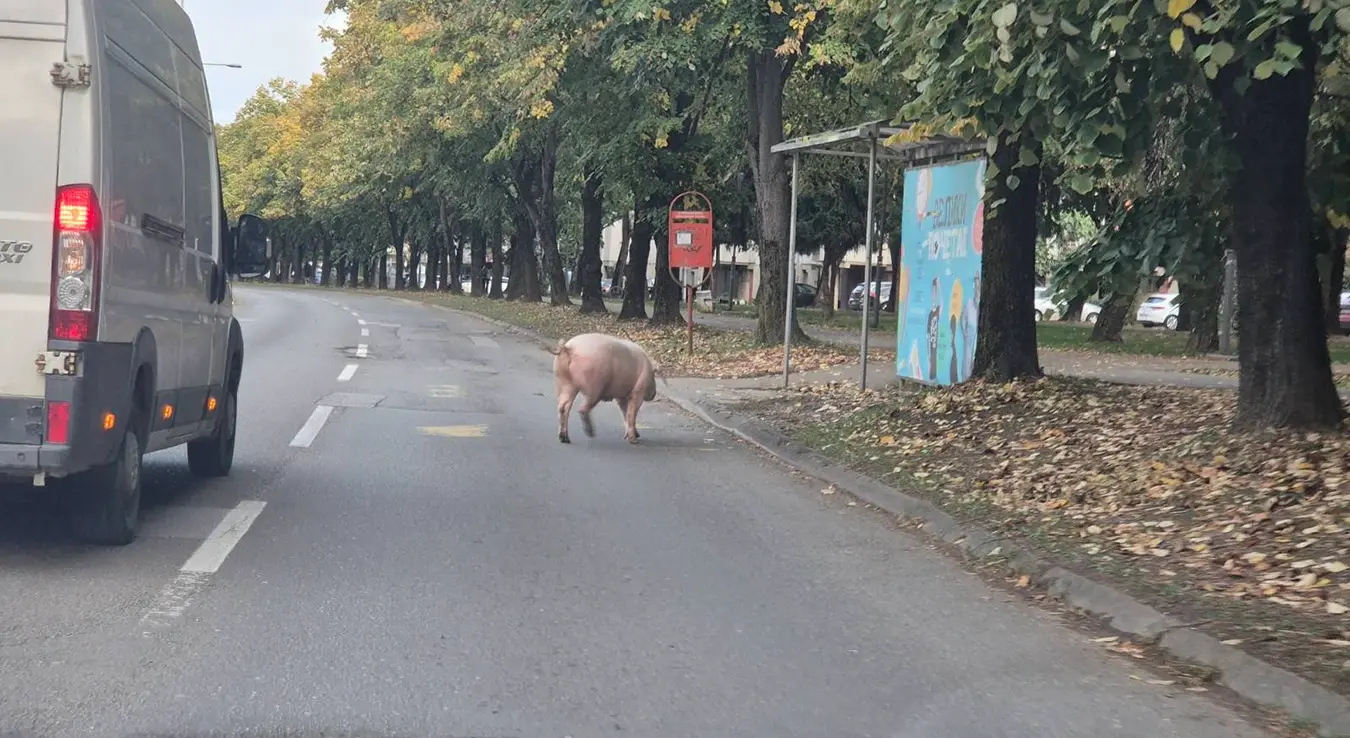 У бањалучком насељу Старчевица, тачније у Булевару војводе Степе Степановића, данас око поднева забиљежен је крајње необичан призор који је насмијао пролазнике и возаче, али и покренуо лавину коментара.